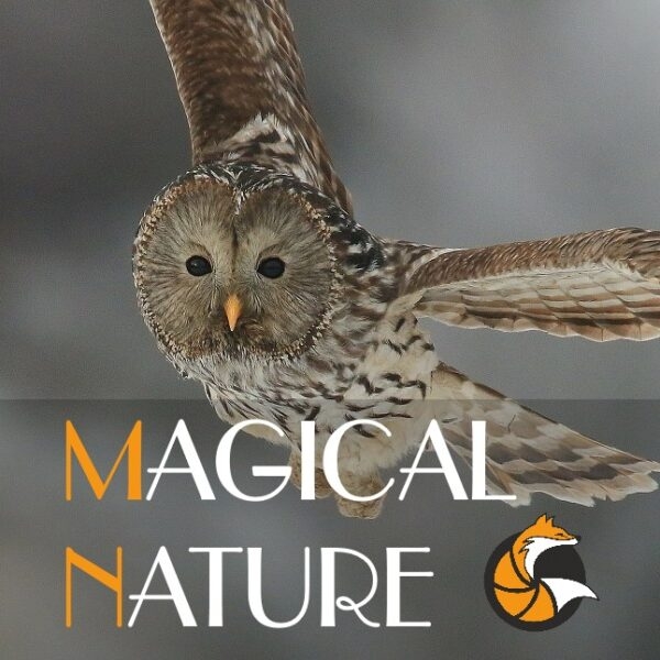 Il concorso “Natura magica” dell’Associazione dei fotografi naturalisti sloveni (ZNFS) è aperto a fotografi amatoriali e professionisti di tutto il mondo. Scadenza 21 febbraio