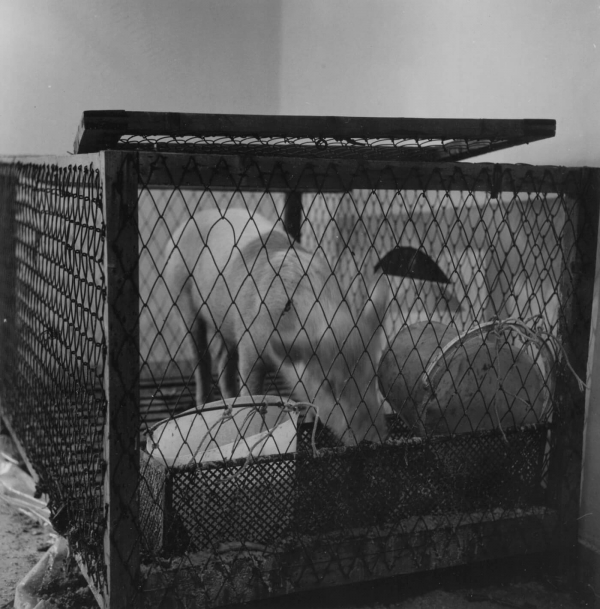 Richard Serra: Animal habitats live and stuffed… Roma, La Salita, 1966. Al Macro da martedì 21 giugno una mostra che, tramite documenti fotografici e d’archivio, ricostruisce la prima personale dell’artista a Roma nel 1966